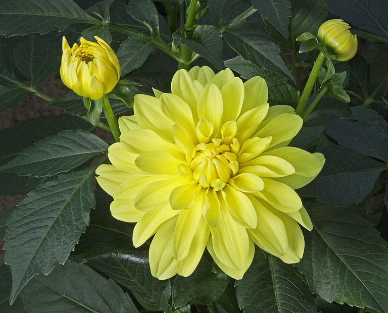 Yellow dahlia & buds   p omalley